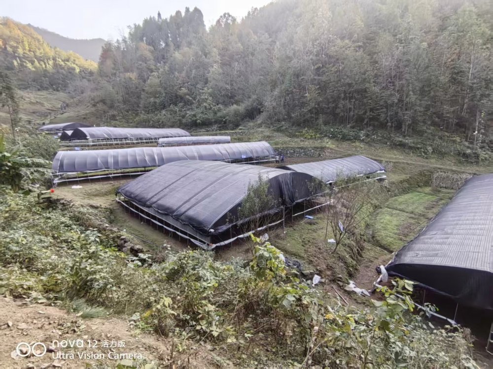 陜煤建設(shè)定點(diǎn)幫扶村：“菌”力量撐起“致富傘”